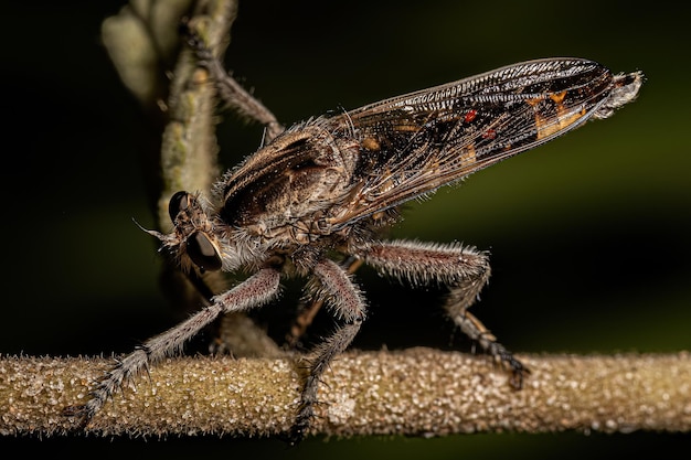 Mosca ladrão adulta