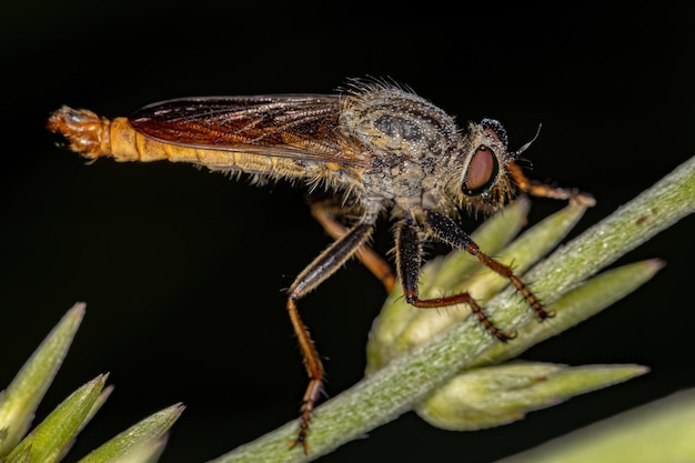 Mosca Ladrão Adulto da Subfamília Asilinae