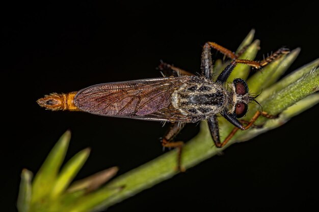 Mosca Ladrão Adulto da Subfamília Asilinae