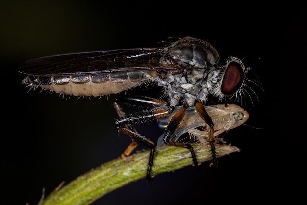 Mosca Ladrão Adulto