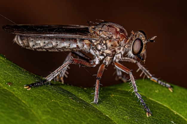 Mosca de ladrón adulto