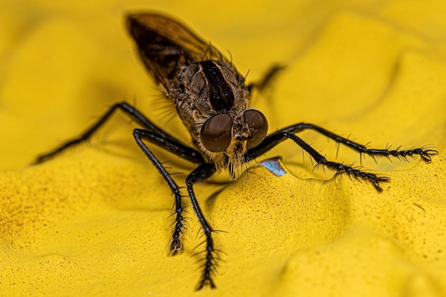 Mosca de ladrón adulto