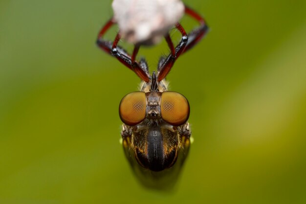 Foto mosca de ladrón en la naturaleza de la rama del árbol