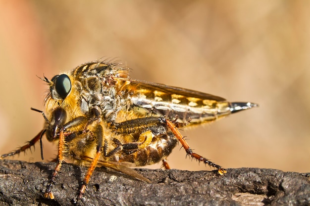 Mosca ladrona gigante (proctacanthus rodecki)