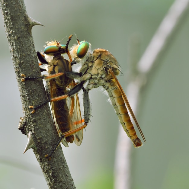 Mosca ladrona (Promachus hinei)