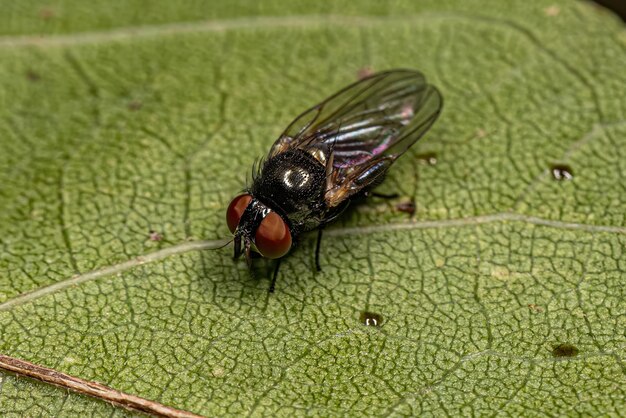 Foto la mosca de la lanza adulta