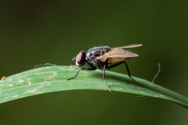 Mosca macro na folha