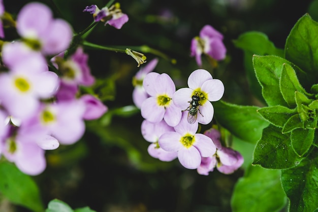 Mosca en macro púrpura del primer de los hesperis.