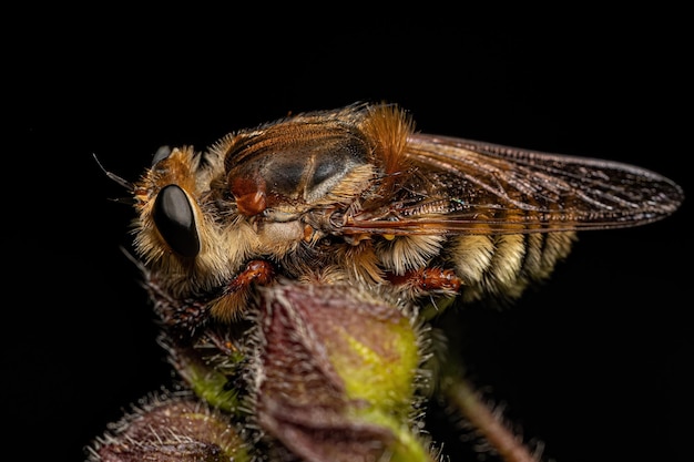 Mosca matadora de abelhas adulta