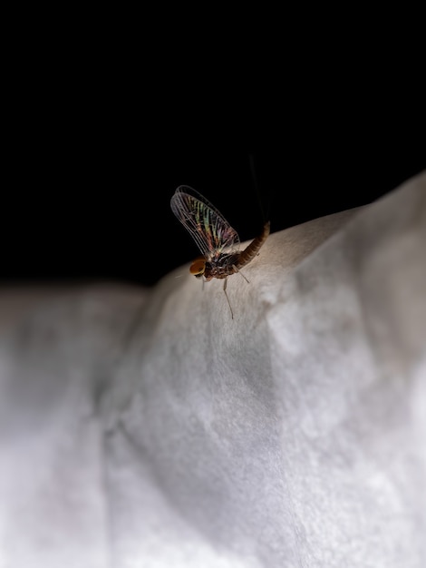 Foto mosca de mayo pequeña macho del género género baetis