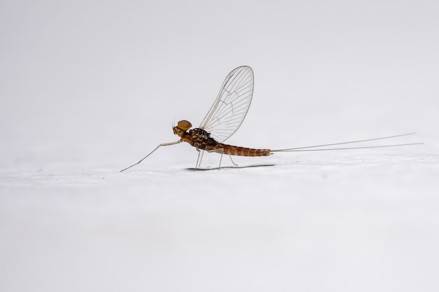Foto mosca de mayo pequeña macho del género género baetis