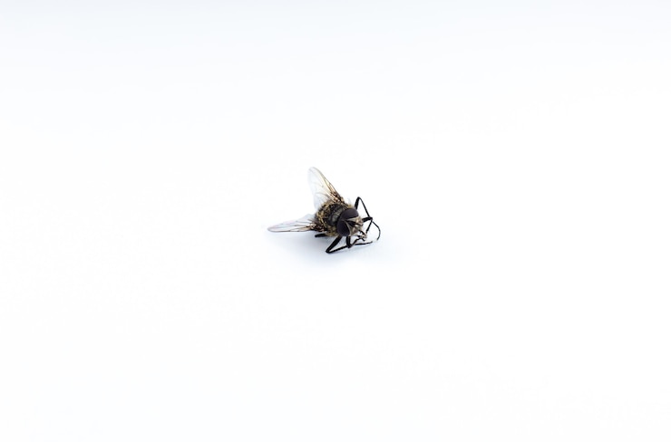 Foto mosca morta em fundo branco. feche a foto. proteção contra insetos em casa.