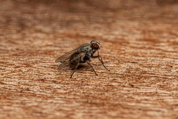 Foto la mosca moscoide adulta