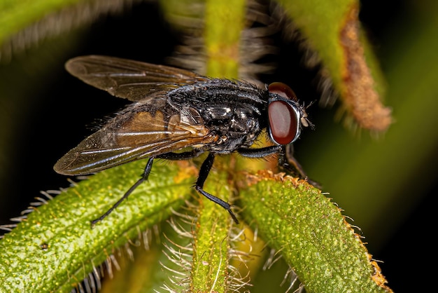 Foto mosca muscoide adulta