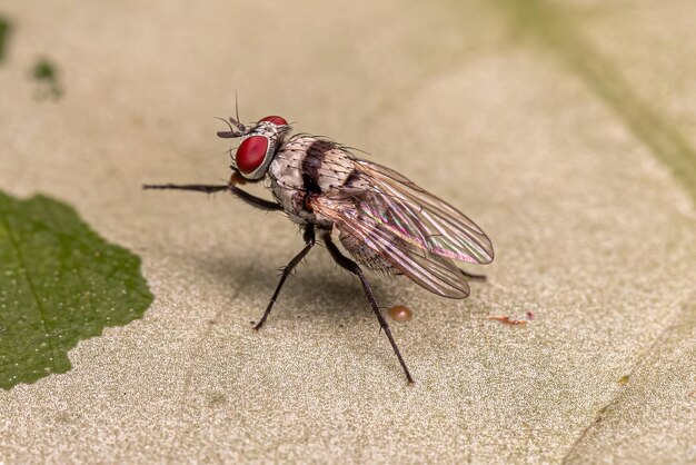 Foto mosca muscoide adulta