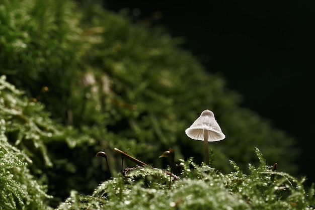 una mosca en un musgo verde