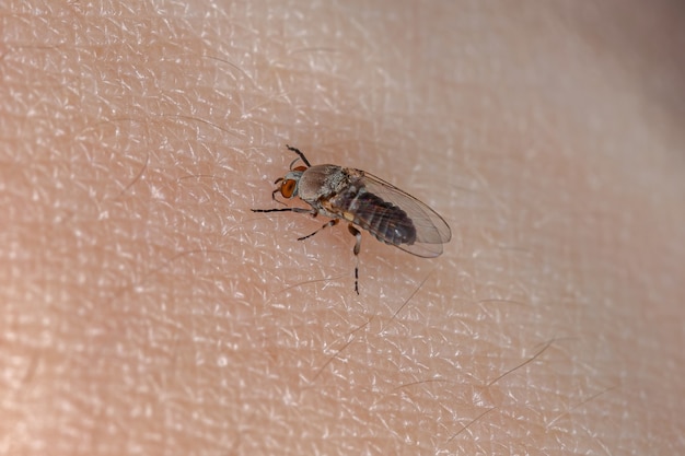 Foto mosca negra adulta da família simuliidae sugando sangue de um humano na pele