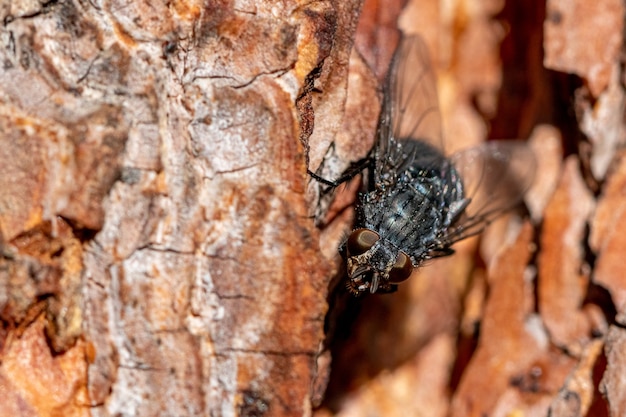 Mosca negra nas costas de um pinheiro, inciso