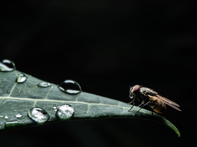 La mosca en negro