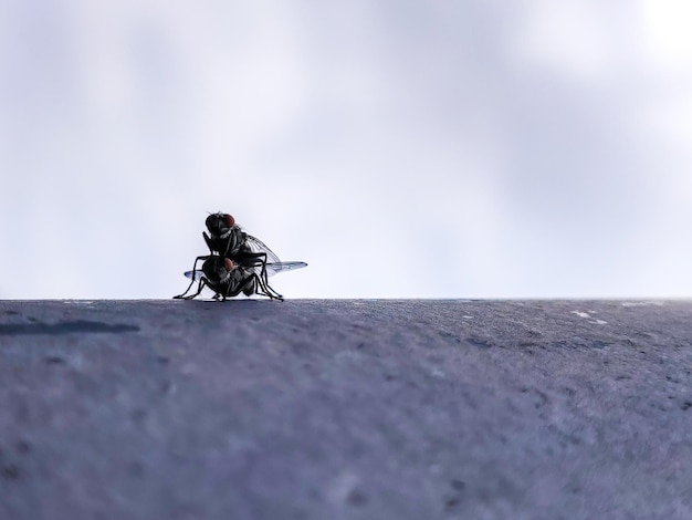 Una mosca de ojos rojos está en un poste copulando