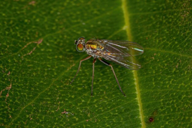 Mosca de patas largas adulta de la familia Dolichopodidae