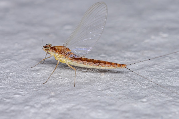 Mosca pequena fêmea do gênero Baetis