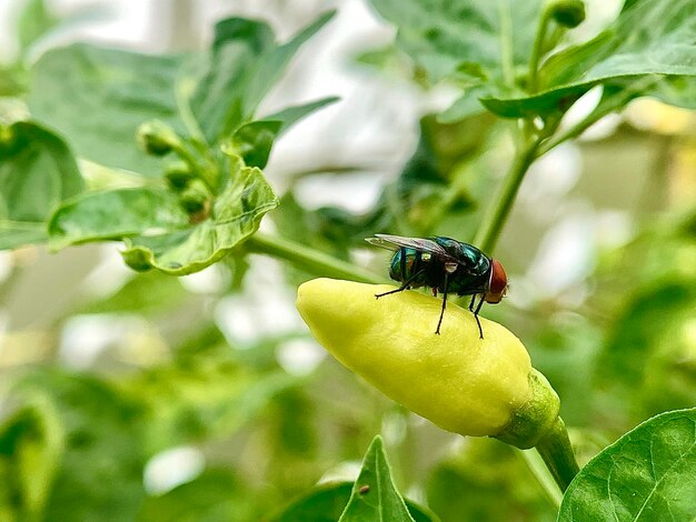 Foto una mosca en una planta de pimienta con hojas verdes