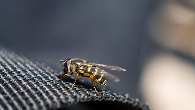 Una mosca se posa sobre una tela Backpack y se baña al sol