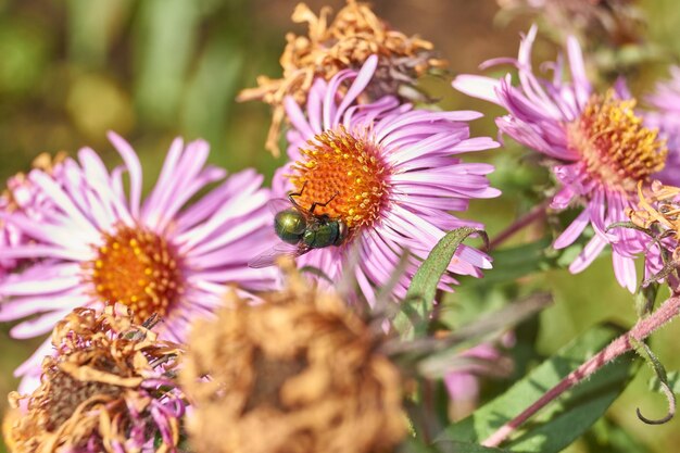 La mosca recoge el néctar y el polen de las flores del aster perenne otoño