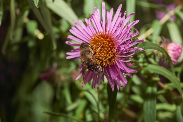 La mosca recoge el néctar y el polen de las flores.