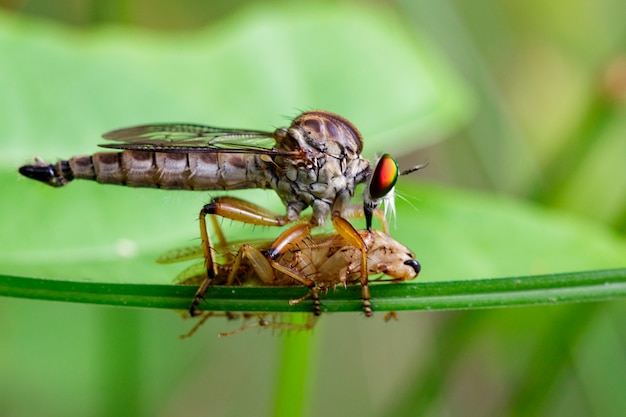 Mosca salteador, comer presas na folha verde