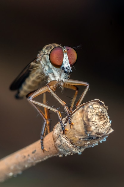 Mosca-salteadora com presa em foto de perto