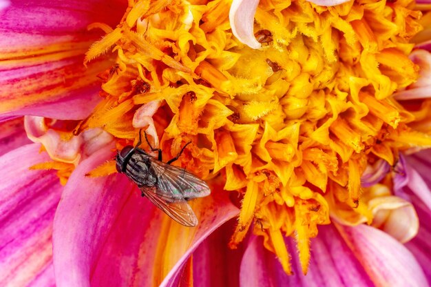 Mosca sentada na flor