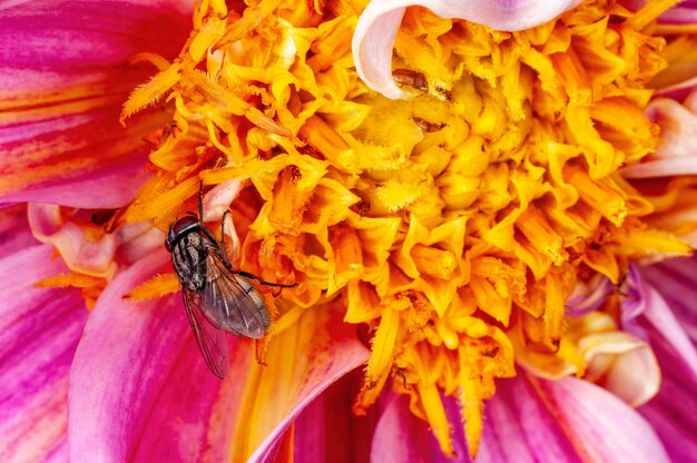 Mosca sentada na flor