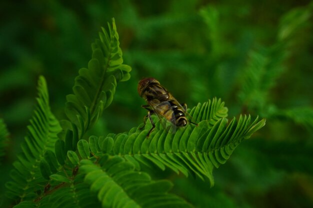 Foto una mosca se sienta en una hoja de helecho en el bosque.