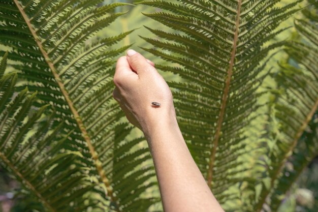 la mosca se sienta en un puño contra un fondo de plantas verdes