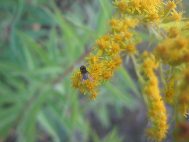 La mosca sobre las flores amarillas La mosca sobre las florecitas amarillas