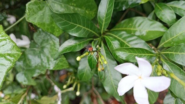 una mosca sobre hojas verdes