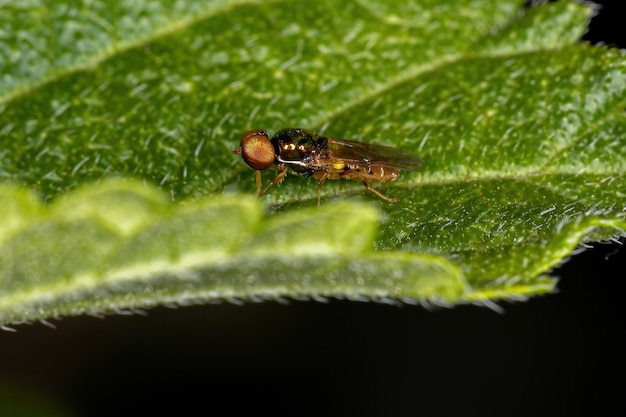 Mosca soldado adulta del género Microchrysa