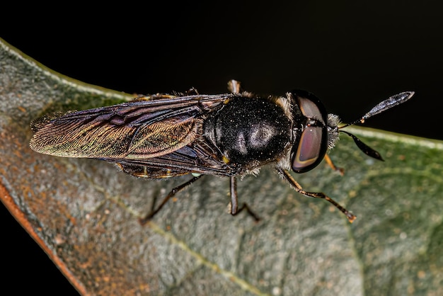 Mosca soldado adulta pequeña