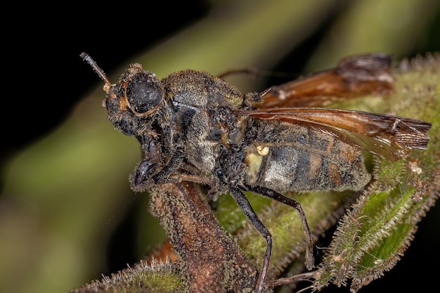 Mosca soldado adulto muerto de la subfamilia Stratiomyinae