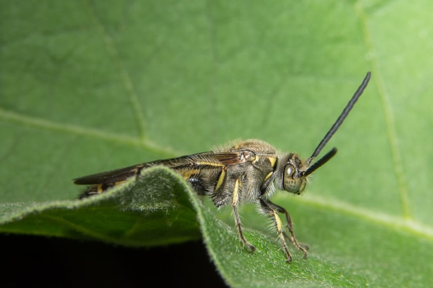 mosca soldado negro