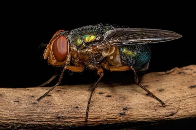 Foto mosca sopladora adulta