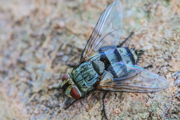 Mosca del soplo, mosca de la carroña