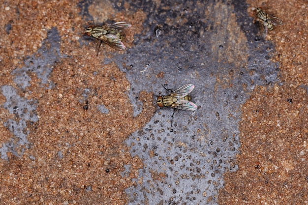 Foto mosca del subordem brachyceran en la naturaleza