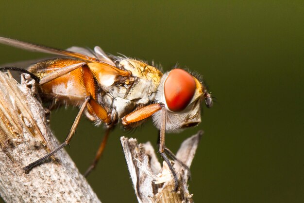 Mosca tachina