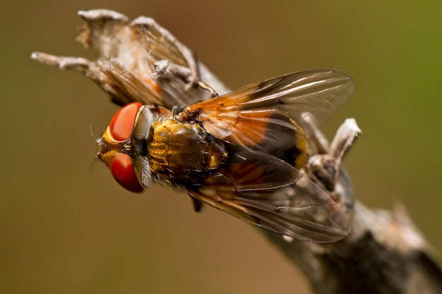 Mosca tachina