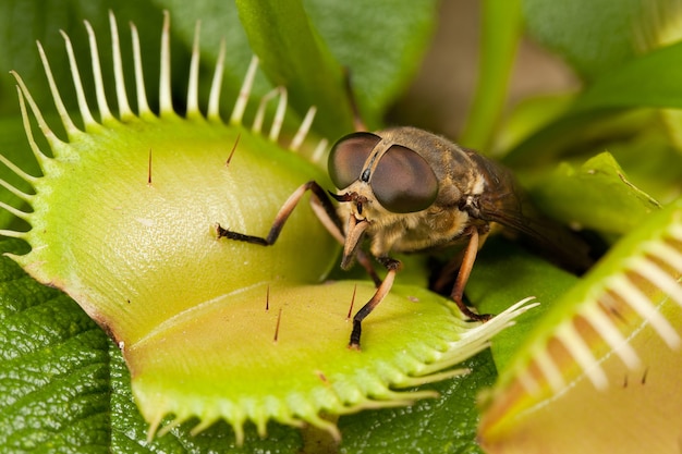 La mosca va a una trampa para moscas abierta en plantas carnívoras verdes