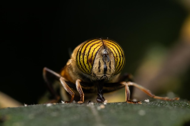 Mosca zángano bandeyed eristalinus taeniops posado en hoja verde