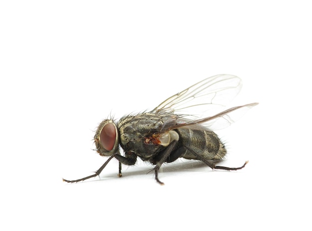 Mosca